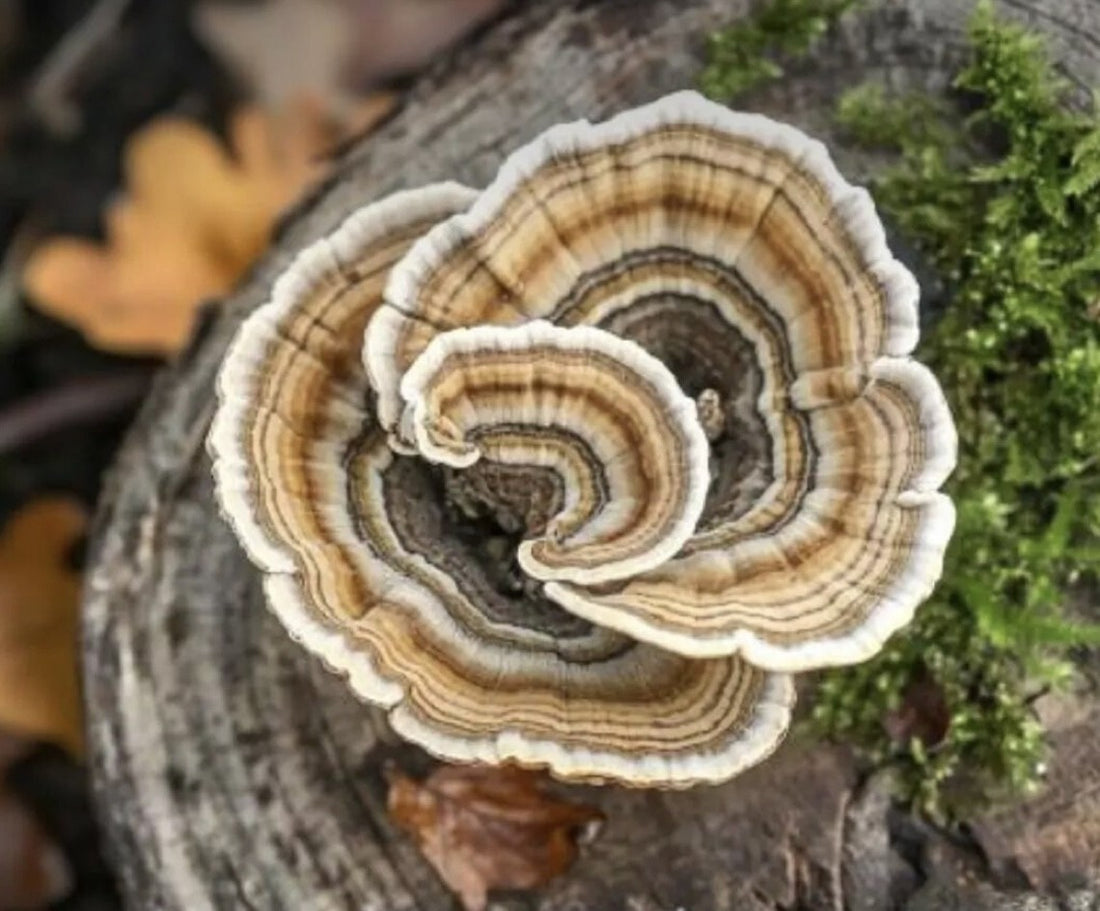 Lions Mane Mushroom